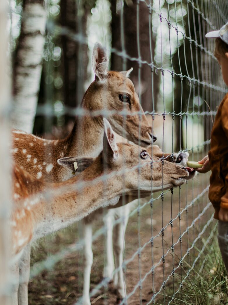 Kinderboerderij