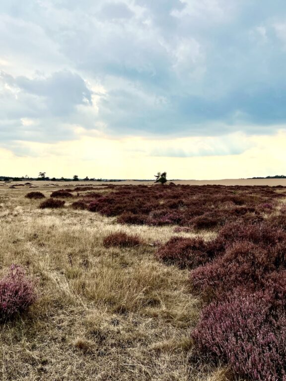 Nationaal Park de Hoge Veluwe