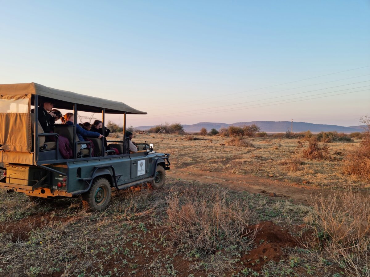 Safari met kids in Madikwe Game Reserve